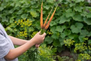 Work in the garden. Harvest carrots photo