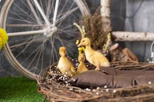 Yellow ducklings in a wooden basket photo