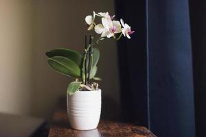 phalaenopsis mini soportes en un blanco maceta en un estante cerca el ventana foto