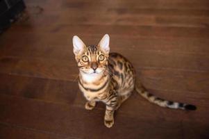 un bengalí gato se sienta en el vivo habitación y mira arriba foto