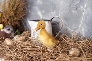 Duckling in festive decor photo