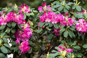 floración arbustos con brillante rosado flores, rosado rododendro foto