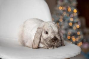 A pet rabbit with long hanging ears sits on the background of a Christmas tree photo