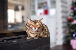 A Bengali cat lies in the room and looks out the window photo