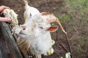 White Zenensky goat eats cabbage from human hands photo
