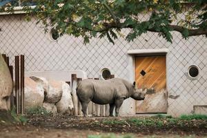 un rinoceronte soportes cerca el puertas de el zoo local foto