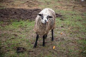 A sheep eats carrots standing in a pasture photo