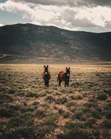 The Two Donkeys photo