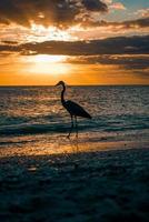 playa pájaro puesta de sol foto