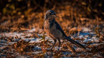 el pájaro en el puesta de sol foto