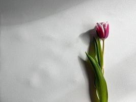 tulip on a white background photo