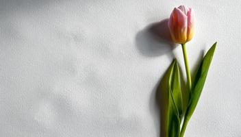 tulip on a white background photo