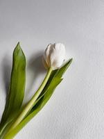 tulip on a white background photo