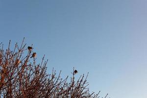 Birds on a bare tree against a blue sky. Background. Template. Horizontal. Photo in high quality.