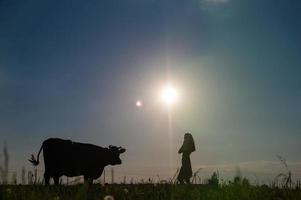 un joven niña es en pie siguiente a un grande vaca. contorno ligero. puesta de sol foto