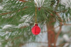 The defocused background of Fir green branches are decorated with small red ball. Selective focus. Snow-covered spruce pine branches. photo