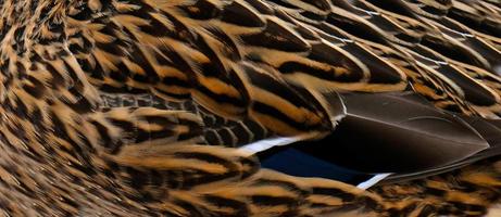 Duck feathers texture. Close-up colorful feathers on the wing of a bird. Blue, brown, grey and white feathers on the wing of a wild duck as a background. Selective focus. photo