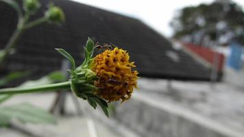 yellow little blossom flower blooming with insect close up photography photo