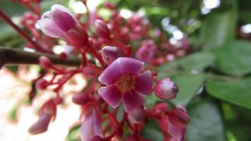 pink petals blooming on the tree closeup photo