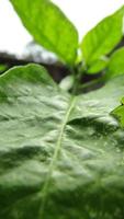 green leaf palm close up photo