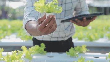 asiático mujer y hombre granjero trabajando juntos en orgánico hidropónico ensalada vegetal granja. utilizando tableta inspeccionar calidad de lechuga en invernadero jardín. inteligente agricultura video