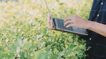asiatique Oman agriculteur à la recherche biologique des légumes et en portant tablette, portable pour vérification ordres ou qualité ferme dans Matin lumière video