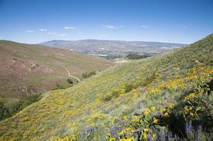 Mountain slopes with wildflowers and grass photo