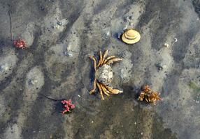 Marea baja en el parque nacional Wattenmeer, Mar del Norte, Alemania foto