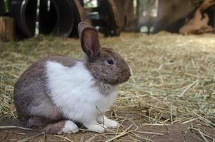 brown mix white rabbit on grass, farm rabbit, easter bunny photo