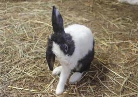 Black mix white rabbit on grass, farm rabbit, easter bunny photo