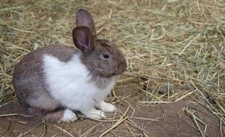 Little brown mix white rabbit on grass, farm rabbit, easter bunny photo