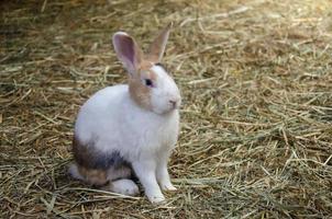 Little white rabbit sit on grass, farm rabbit, easter bunny photo