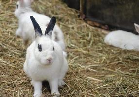 Little white rabbit on grass, farm rabbit, easter bunny with copy space photo