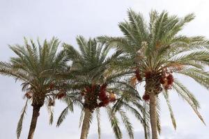 A tall palm tree against a cloudy sky. photo