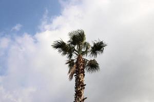A tall palm tree against a cloudy sky. photo
