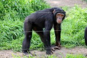 The monkey lives in a zoo in Israel. photo