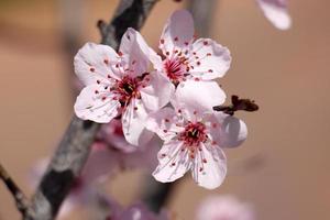 Spring flowers in the city park. photo