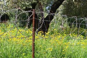 Green plants around a barbed wire fence. photo