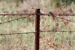 Green plants around a barbed wire fence. photo