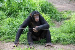 The monkey lives in a zoo in Israel. photo