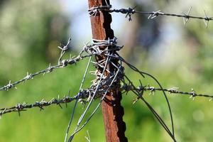 Green plants around a barbed wire fence. photo