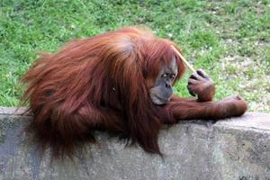 The monkey lives in a zoo in Israel. photo