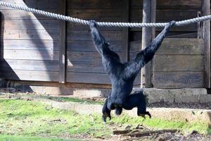 The monkey lives in a zoo in Israel. photo