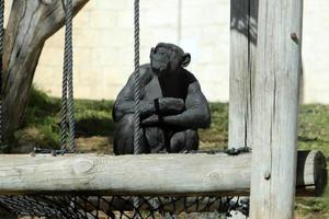 The monkey lives in a zoo in Israel. photo