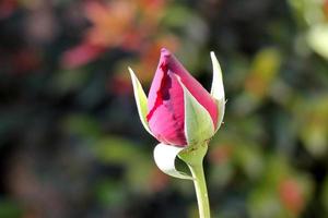 Spring flowers in the city park. photo