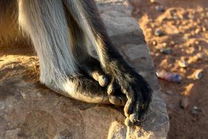 The monkey lives in a zoo in Israel. photo