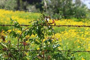 verde plantas alrededor un mordaz cable cerca. foto