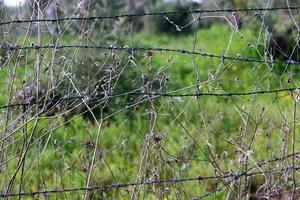 Green plants around a barbed wire fence. photo