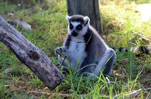 el mono vive en un zoo en Israel. foto