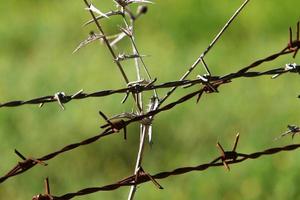 Green plants around a barbed wire fence. photo